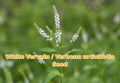 500 Prairie Cinquefoil Seeds - Potentilla arguta Wildflower Seeds for Pollinator Gardens, Native Perennial, White Blooms