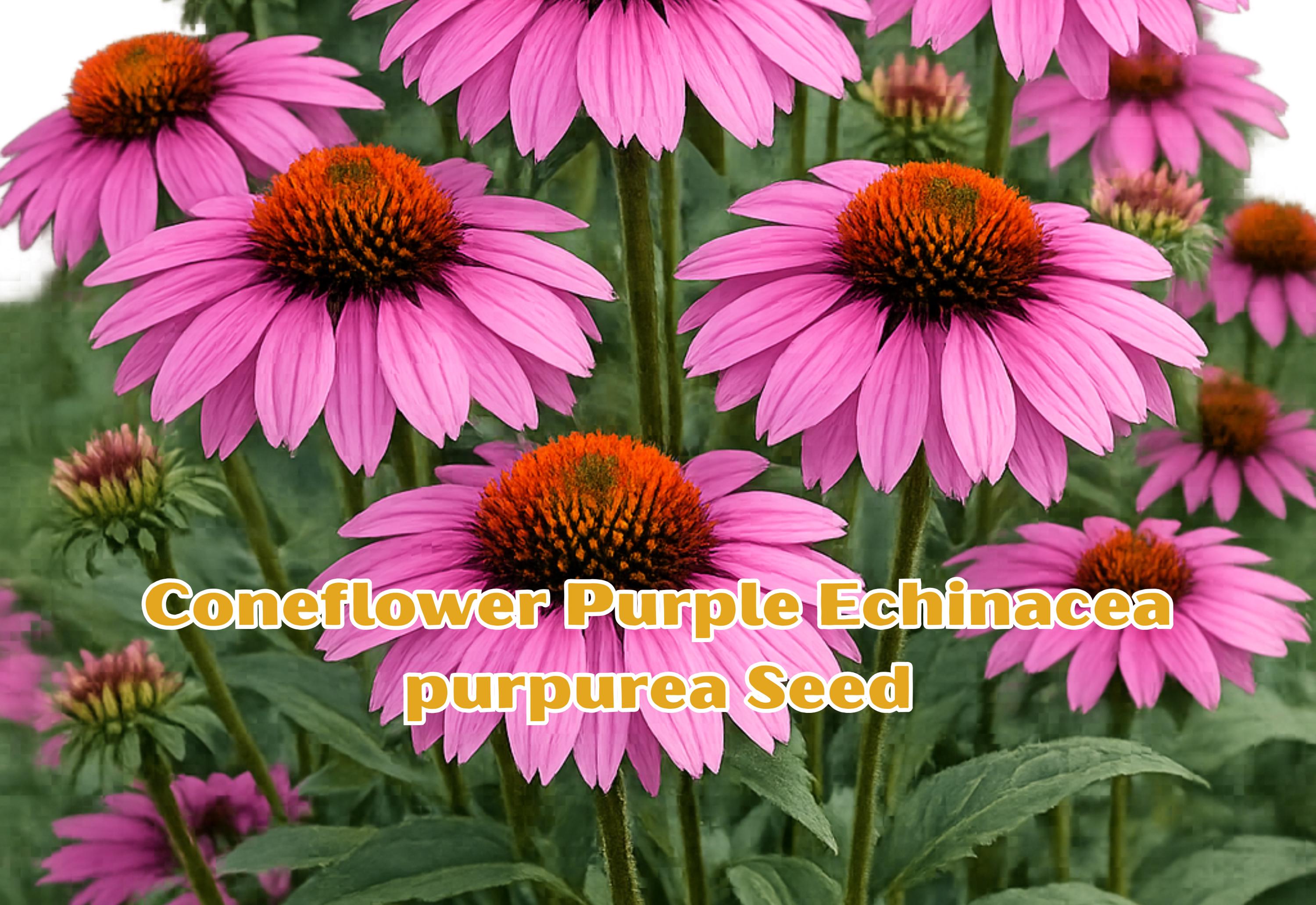 Black-Eyed Susan Seeds, Rudbeckia hirta, Yellow Wildflower, Pollinator Friendly, Easy Grow, Summer Bloom, 400 Seeds