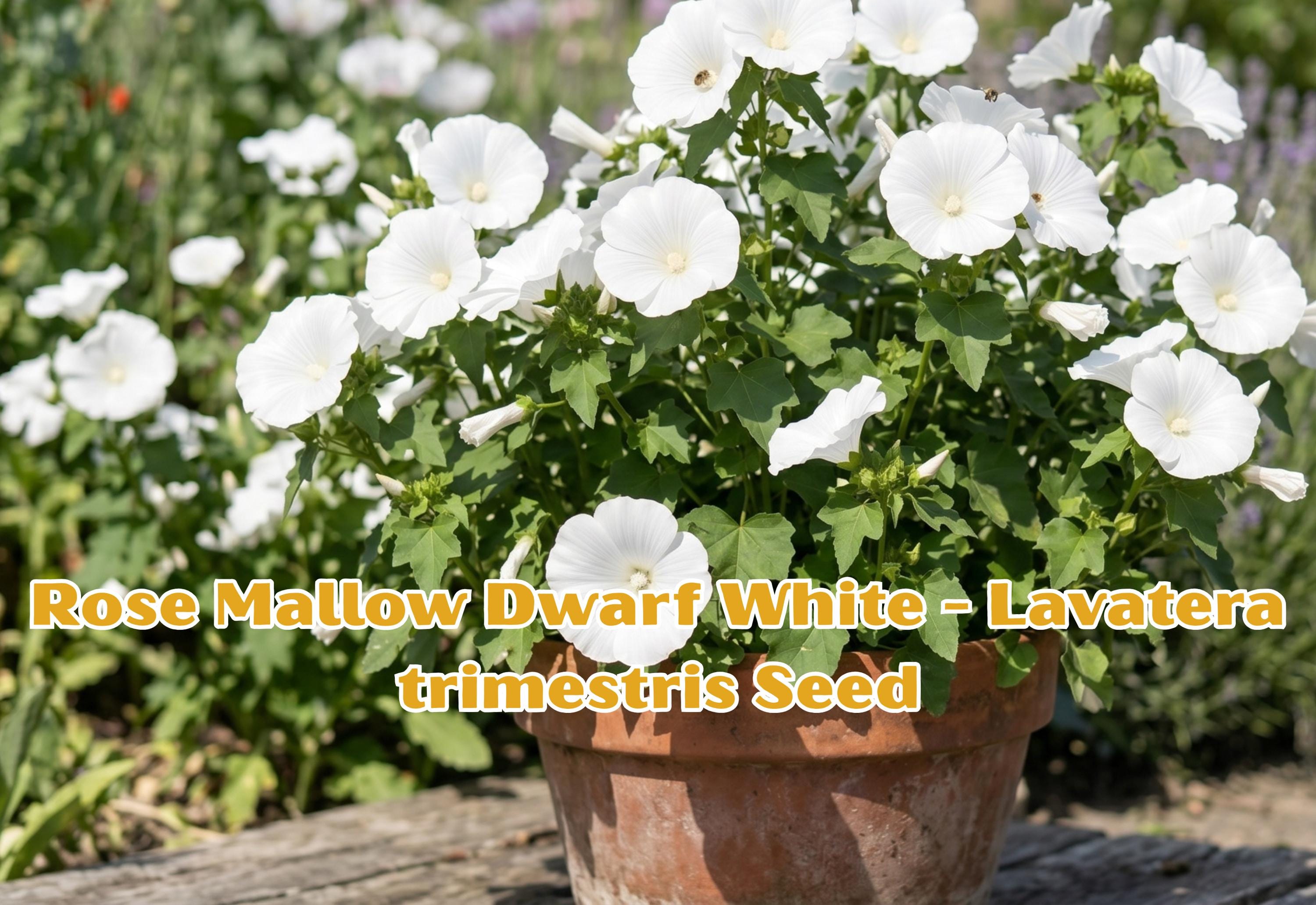 Shasta Daisy Seeds, White Perennial Flower, Chrysanthemum maximum, Full Sun, 100 Seeds