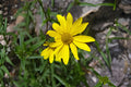 Blanket Flower Seeds 25 Gaillardia aristata Bright Drought-Tolerant Wildflower for Gardens, Borders & Pollinators