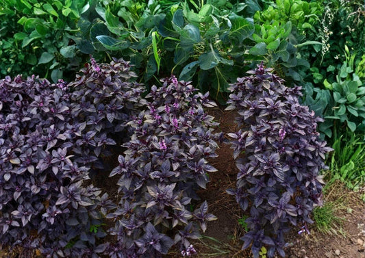Dark Opal Basil Seeds – Heirloom Organic Non-GMO Herb Seeds for Culinary and Medicinal Gardens