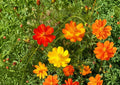 Sulphur Cosmos Bright Lights Flower Seeds – Non-GMO, Orange and Yellow Blooms, Pollinator-Friendly, Garden Planting, Cosmos bipinnatus