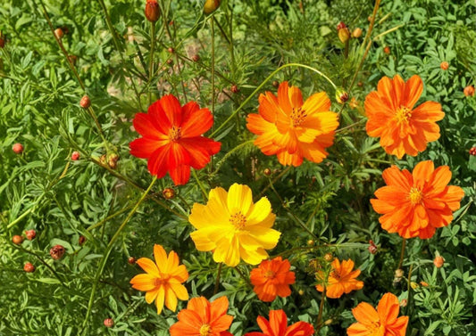 Sulphur Cosmos Bright Lights Flower Seeds – Non-GMO, Orange and Yellow Blooms, Pollinator-Friendly, Garden Planting, Cosmos bipinnatus