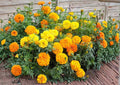Double Dwarf Sunflower Seeds Teddy Bear Sungold - Fluffy Golden Blooms, Pollinator Friendly, Compact Garden Planting