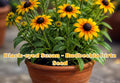Calendula Seeds Pacific Beauty Dark Yellow – Calendula officinalis Annual Flower, Full Sun, Well-Drained Soil, 100 Seeds