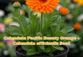 Dwarf Sunflower Seeds | Bright Yellow Flowers for Pots & Garden | Helianthus annuus Sunspot, Annual, Full Sun