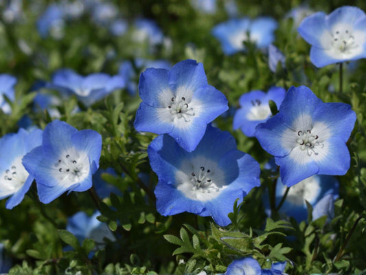 Baby Blue Eyes Wildflower Seeds – Nemophila Menziesii for Cottage Gardens & Pollinator Gardens