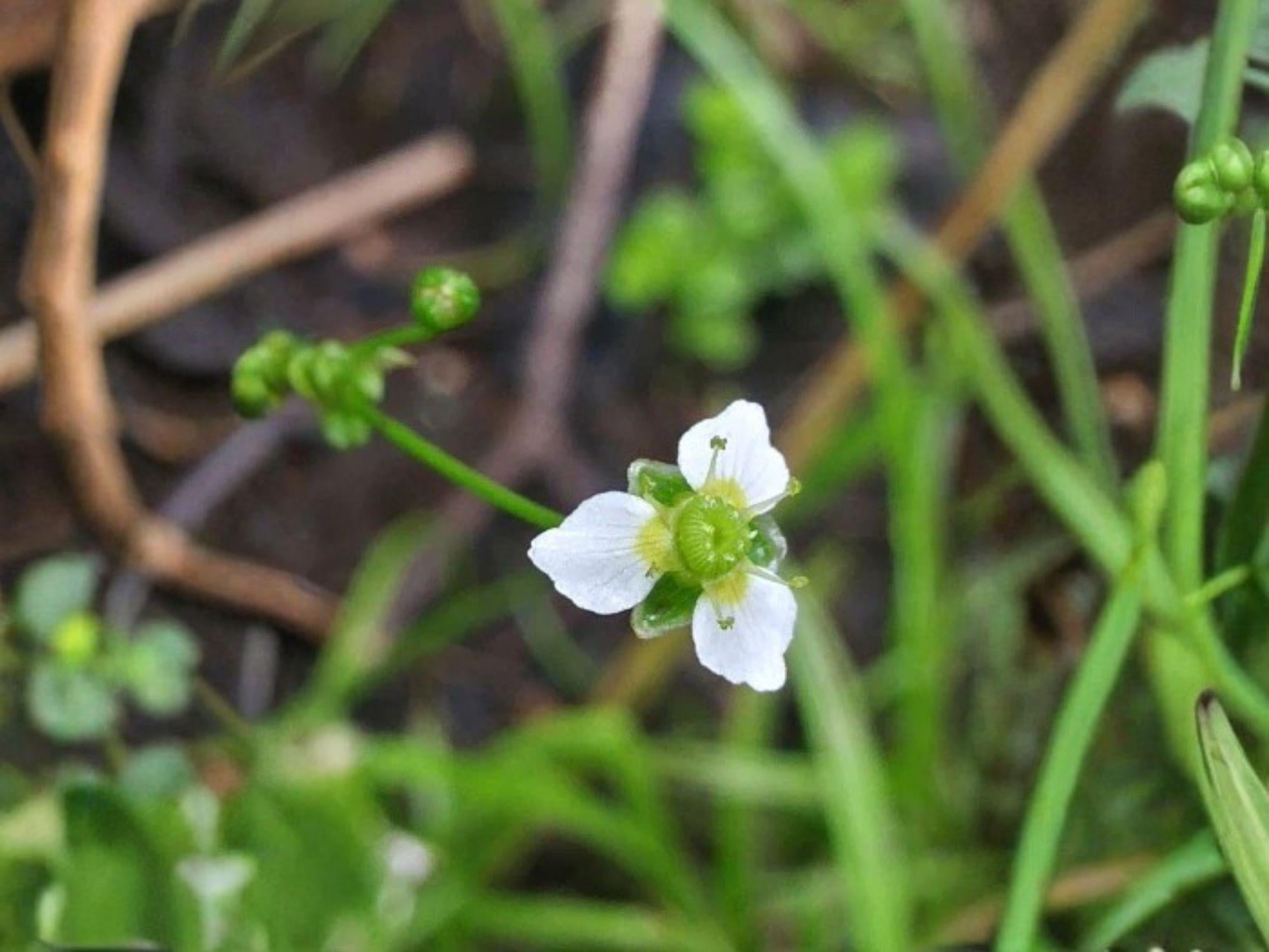 Large-flowered Water Plantain Seeds – Native Aquatic Wildflower for Ponds & Rain Gardens – Alisma triviale, Wetland Perennial Seed Pack