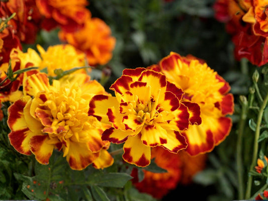 French Marigold Seeds – Sparky Mixture, Tagetes patula, Vibrant Dwarf Flower Mix for Borders, Containers & Pollinator Gardens