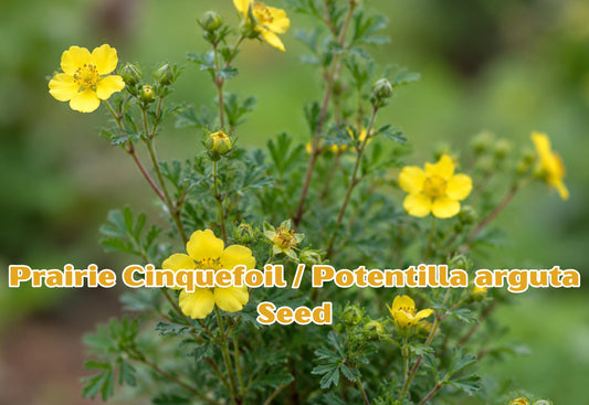 White Avens Seeds | Perennial Wildflower for Pollinator Gardens | Geum canadense Native Plant