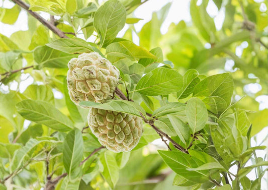 Custard Apple Live Fruit Tree – Annona squamosa – Tropical Edible Tree – 10–20 Inches Tall Seedling