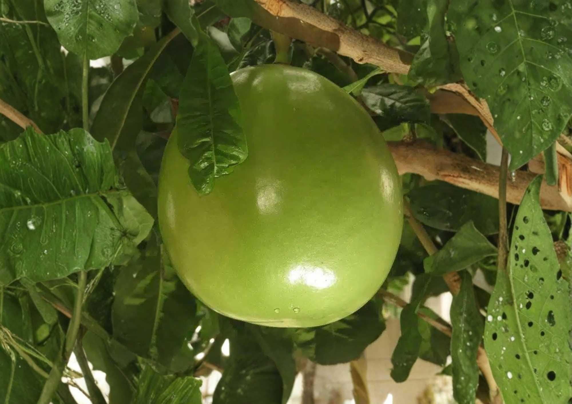 Calabash Jícaro Live Tree 8–12 Inches Tall, Crescentia cujete, Tropical Plant, Evergreen Tree, Fruit-Bearing, Garden Tree