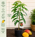 Mango Live Fruit Tree Starter Plant – Mangifera indica – Tropical Edible Tree for Backyard Gardens