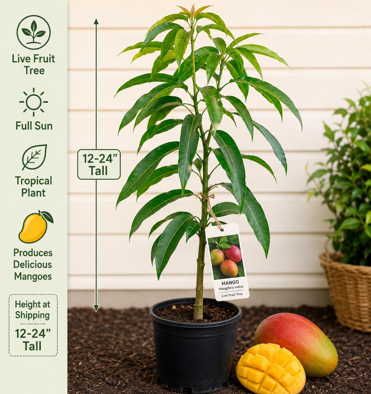 Mango Live Fruit Tree Starter Plant – Mangifera indica – Tropical Edible Tree for Backyard Gardens