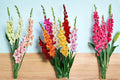 Mixed Gladiolus Bulb – Colorful Flowering Garden Plant – Gladiolus spp.