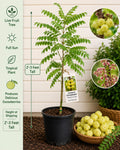 Otaheite Gooseberry Live Fruit Tree – Phyllanthus acidus – Tropical Edible Landscape Plant, 2–3 Feet Tall