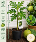 Live Breadfruit Tree, 12-24 Inches Tall, Artocarpus camansi, Tropical Fruit Tree, Edible Landscape, Evergreen Plant