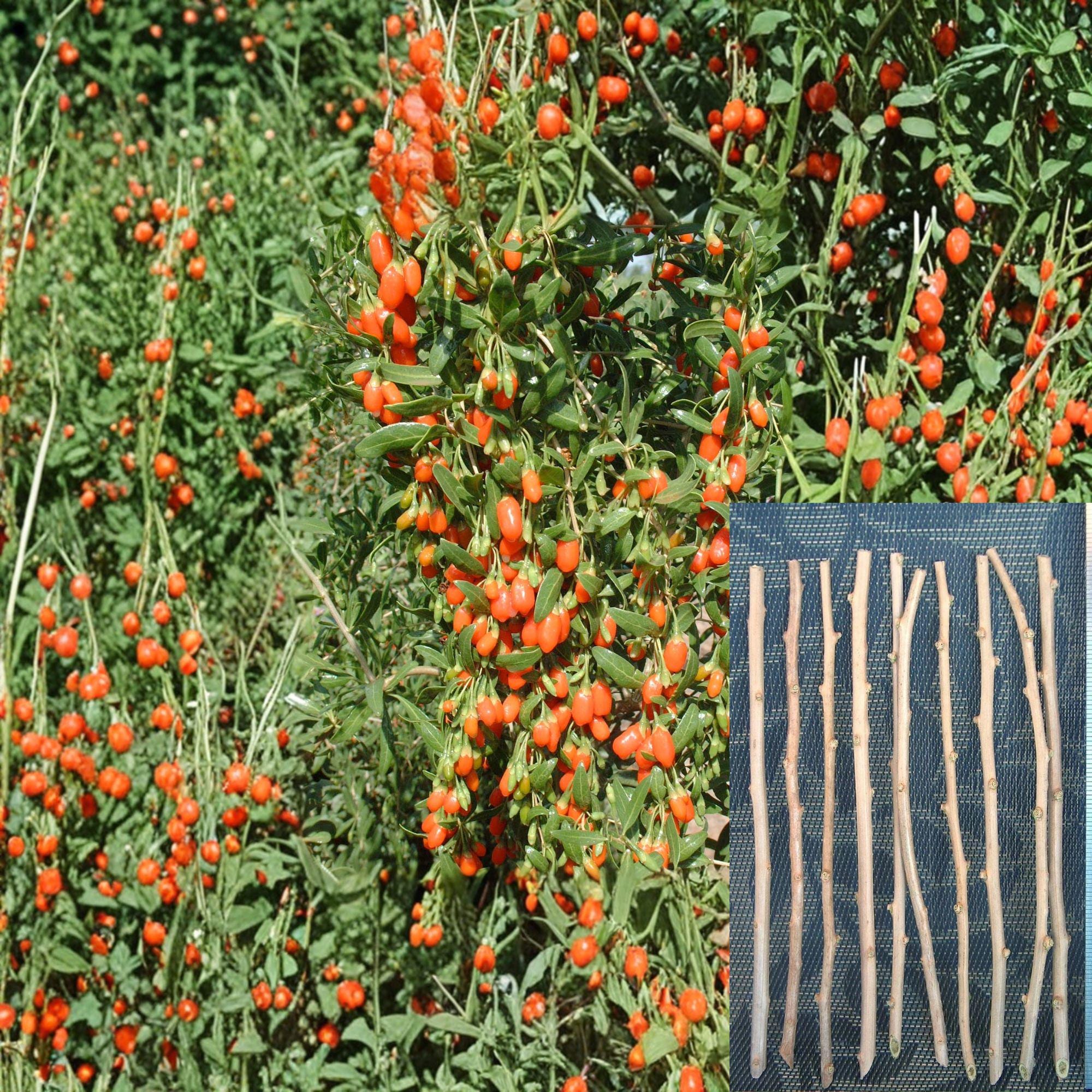 Goji Berry Cuttings – Lycium barbarum – Unrooted Fruit Shrub Propagation, 10 Healthy Plant Cuttings