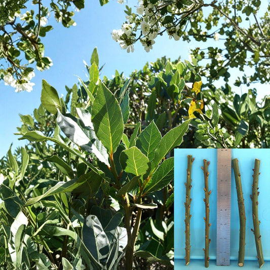 Bay Laurel Cuttings – 4 Unrooted Laurus nobilis Propagation Material for Grafting and Growing