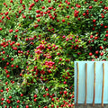 Plum Semi Dwarf Rootstock Cuttings – Prunus domestica – Unrooted Fruit Tree Propagation Material