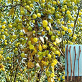 Sour Jujube Cuttings – Ziziphus jujuba – Fruit Tree Propagation, Grafting Rootstock, Edible Small Fruit, Unrooted Planting Material