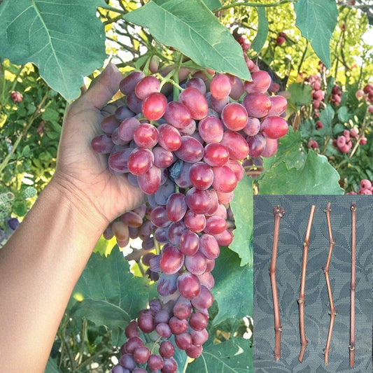 Crimson Grape Vine Cuttings – Vitis vinifera – Unrooted Table Grape Propagation – Red Seedless Fruit
