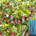 Santa Rosa Plum Cuttings – Unrooted Prunus salicina Fruit Tree Grafting Propagation
