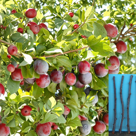 Santa Rosa Plum Cuttings – Unrooted Prunus salicina Fruit Tree Grafting Propagation