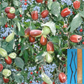 Lang Jujube Cuttings – Unrooted Ziziphus jujuba Grafting Stock for Fruit Tree Variety Change