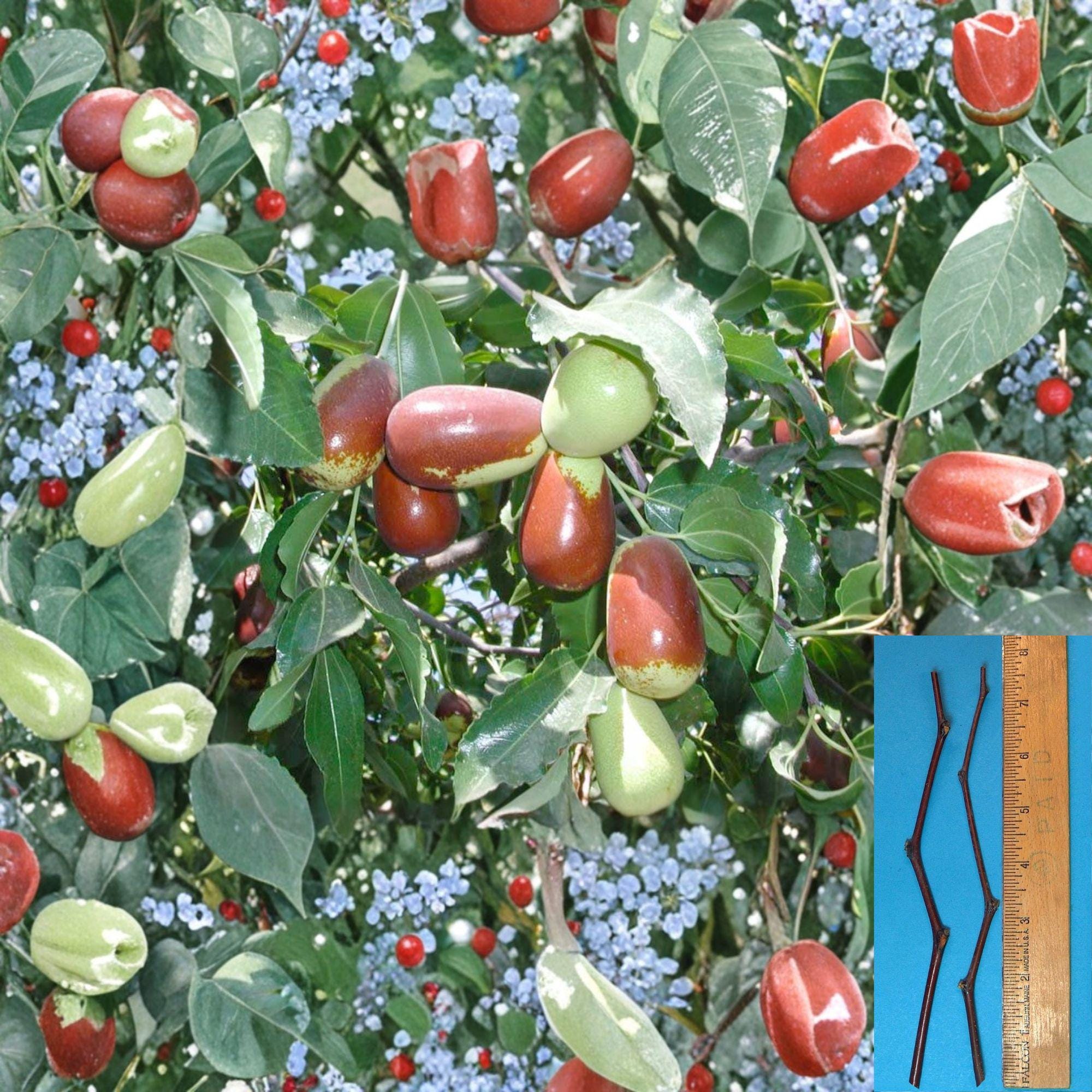Lang Jujube Cuttings – Unrooted Ziziphus jujuba Grafting Stock for Fruit Tree Variety Change