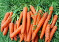 Tendersweet Carrot Seeds Heirloom Organic Non-GMO Vegetable Seeds for Garden Planting, Sweet Crisp Orange Roots