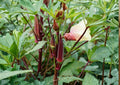 50+ Texas Hill Country Red Okra Seeds – Heirloom Non-GMO Vegetable Seeds for Garden Planting, Deep Red Pods, High Yield