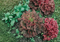 Heirloom Organic Flame Leaf Lettuce Seeds – Red and Green Ruffled Salad Greens for Garden Planting