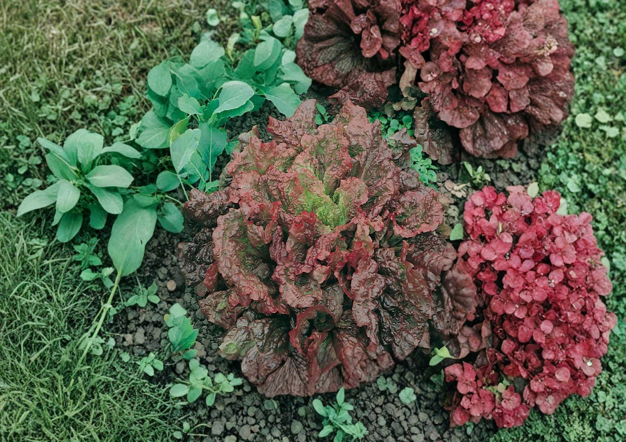 Heirloom Organic Flame Leaf Lettuce Seeds – Red and Green Ruffled Salad Greens for Garden Planting