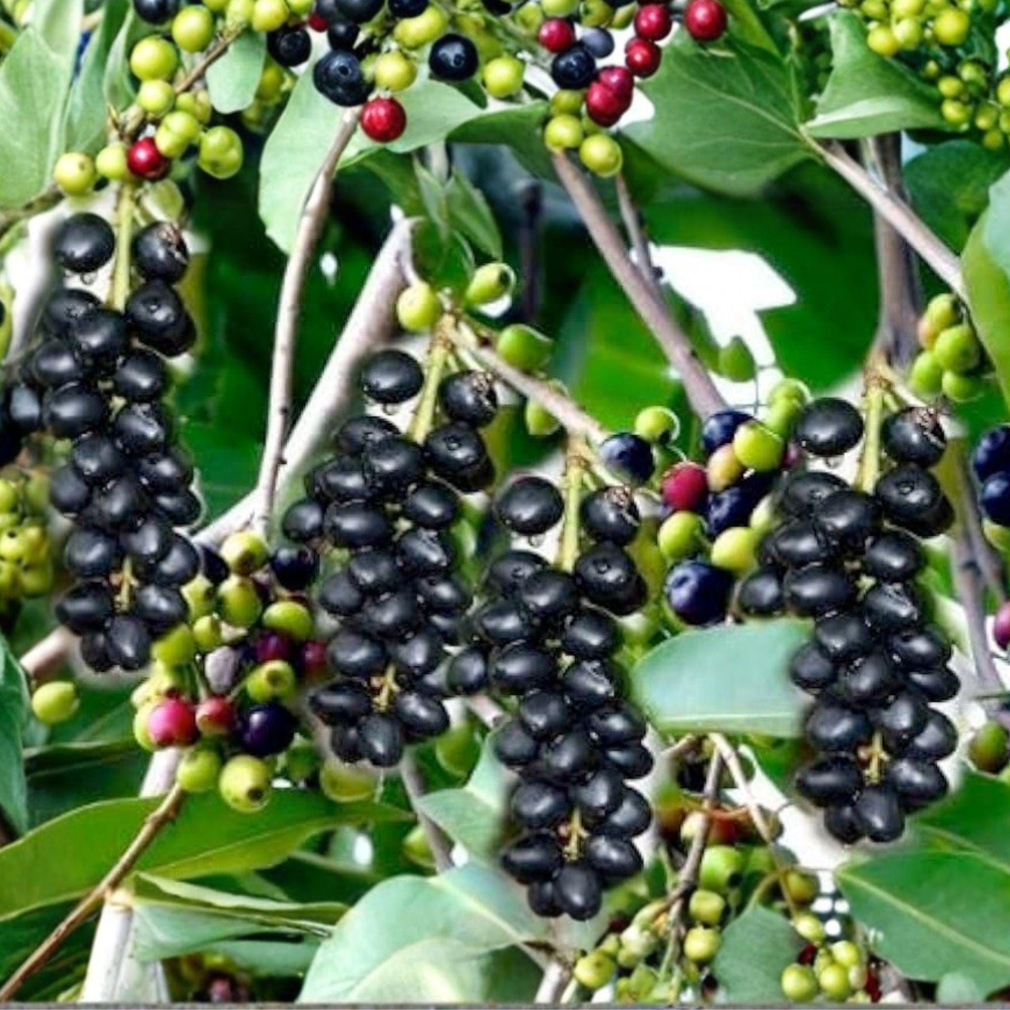 Jamun Cuttings – Syzygium cumini – Fruit Tree Propagation Stem Cuttings for Grafting or Growing