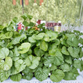 Gotu Kola Bare Root Plants – 10 Live Centella asiatica Ground Cover Herb