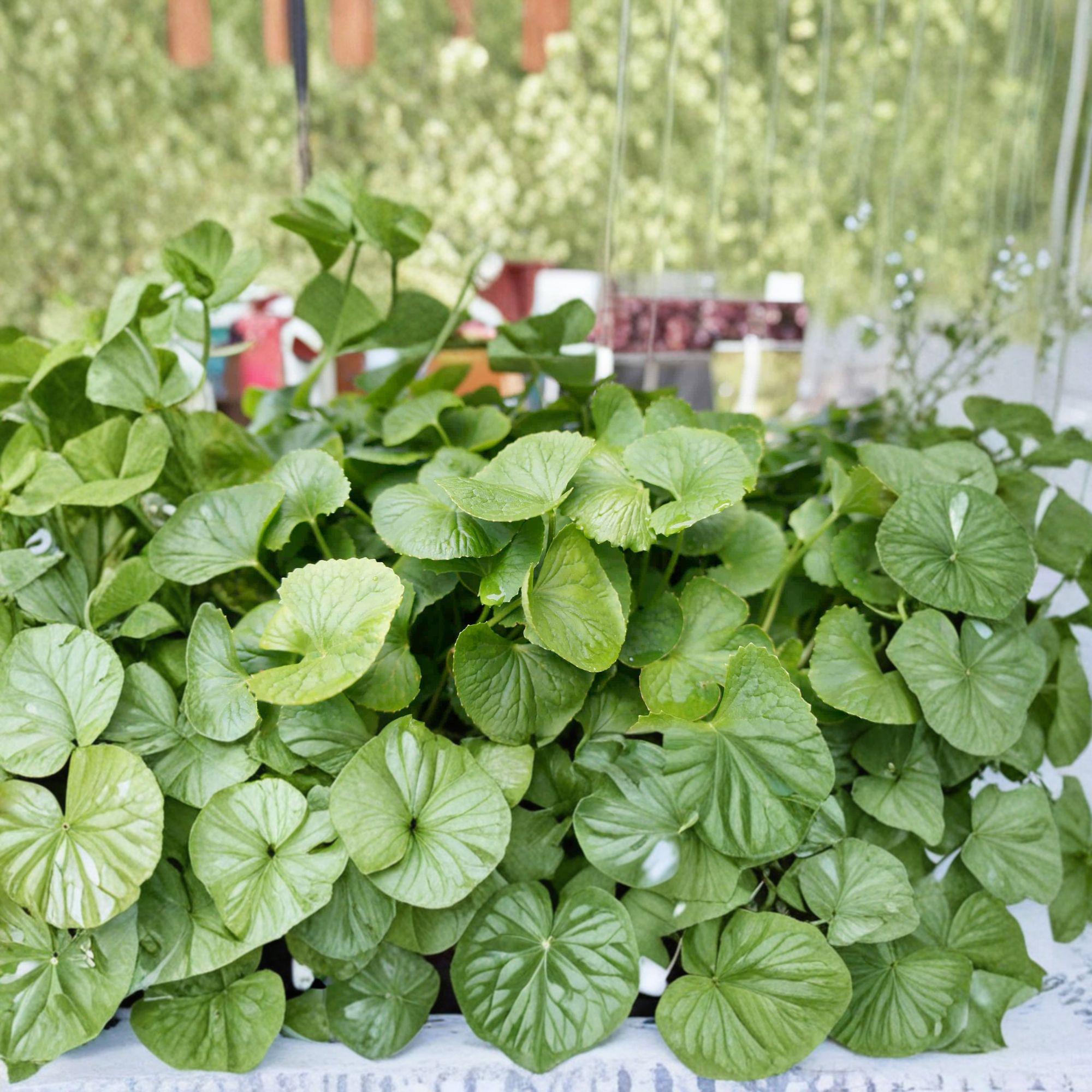 Gotu Kola Bare Root Plants – 10 Live Centella asiatica Ground Cover Herb