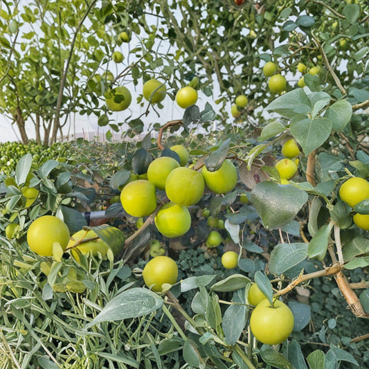 Taiwan Giant Jujube Cuttings – Ziziphus jujuba Grafting Scions for Fruit Tree Propagation