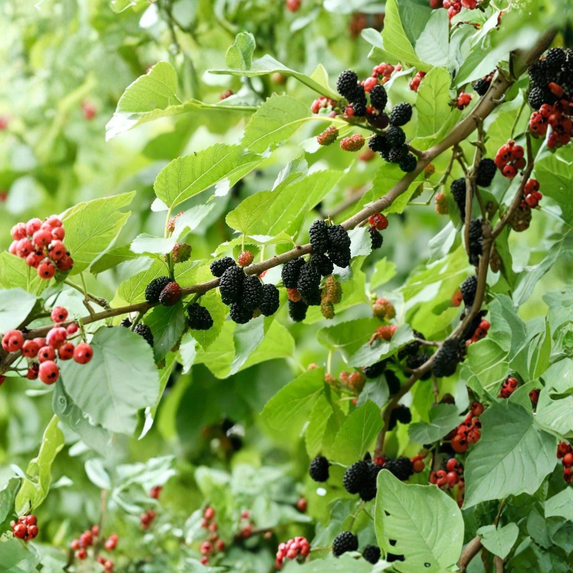 Black Dwarf Mulberry Cuttings – Morus nigra – Unrooted Fruit Tree Propagation Stock, Compact Grafting Material