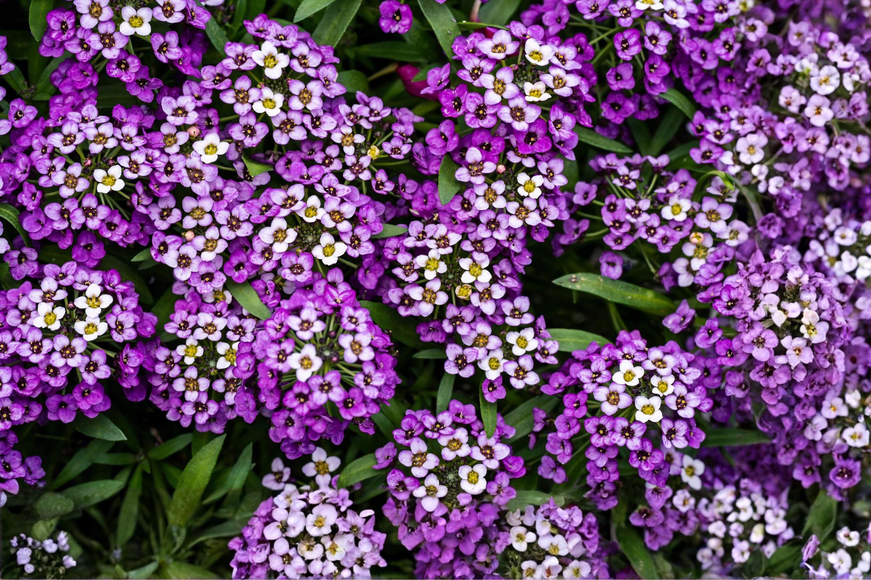Obedient Plant Seeds (Physostegia virginiana) – Native Perennial with Pink to Lavender Tubular Flowers for Pollinator Gardens
