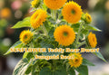 Heliopsis helianthoides Seeds | Perennial False Sunflower with Bright Yellow Blooms | Pollinator Friendly, Full Sun, 100 Seeds
