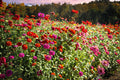 Sand Penstemon Seeds (Penstemon acuminatus) – Native Wildflower for Xeriscaping, Drought Tolerance, Bee & Hummingbird Attractant