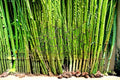 Horsetail Plant Cutting – Equisetum hyemale – Aquatic Water Garden Pond Plant for Moist Soil & Landscape