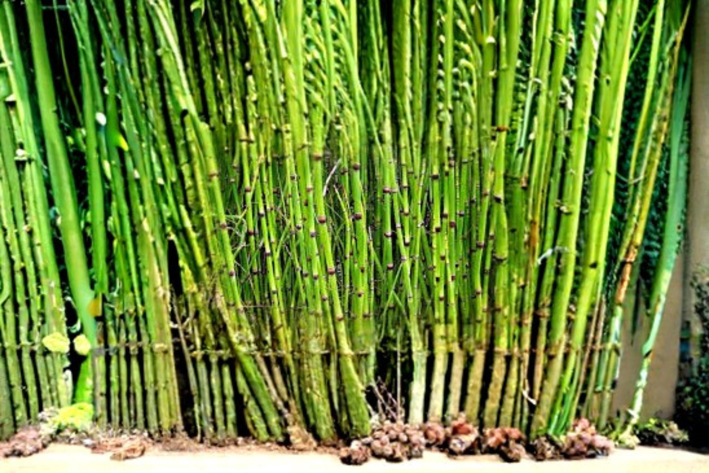 Horsetail Plant Cutting – Equisetum hyemale – Aquatic Water Garden Pond Plant for Moist Soil & Landscape