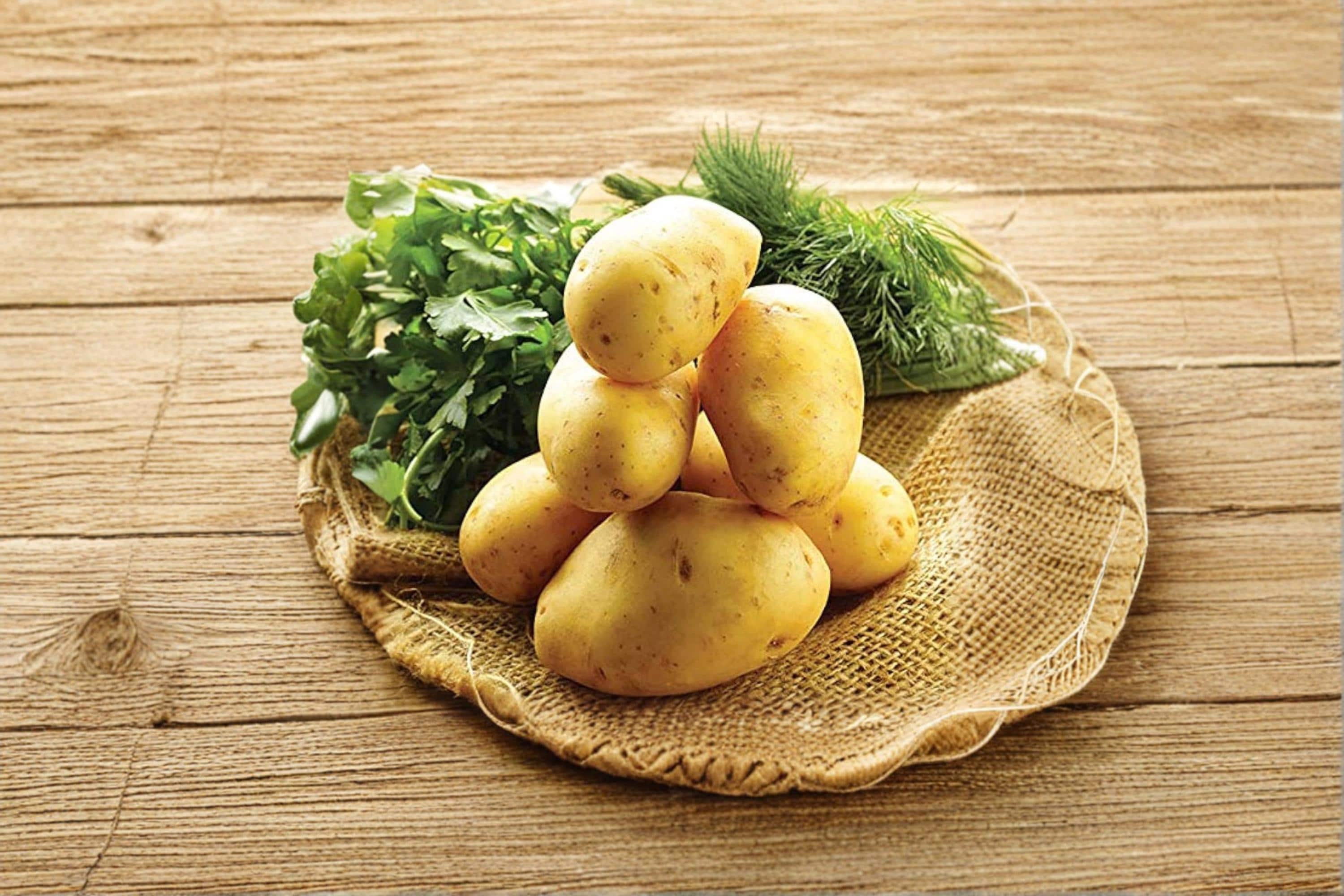 German Butterball Seed Potatoes – 3 Pounds, Heirloom Solanum tuberosum, Yellow Flesh, Edible Root Crop for Garden Planting