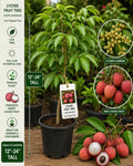 Lychee Live Fruit Tree – 12–24 Inch Litchi chinensis Tropical Edible Landscape Plant