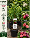 Strawberry Guava Live Fruit Tree 1–2 Feet Tall – Psidium cattleianum, Tropical Edible Landscape Plant