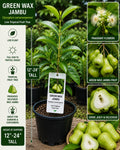 Green Wax Jambu Live Fruit Tree – Syzygium samarangense – Tropical Edible Landscape Plant – 12-24 Inches Tall
