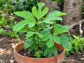 Jostaberry Cuttings – Ribes nidigrolaria – Fruiting Shrub for Outdoor Garden, Dormant Live Plantings