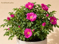 Apple Mint Seeds (Mentha suaveolens) - Aromatic Perennial Herb for Gardens, Containers & Pollinator Attraction